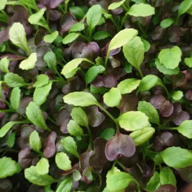 Микрозелень горчицы Leo XXL